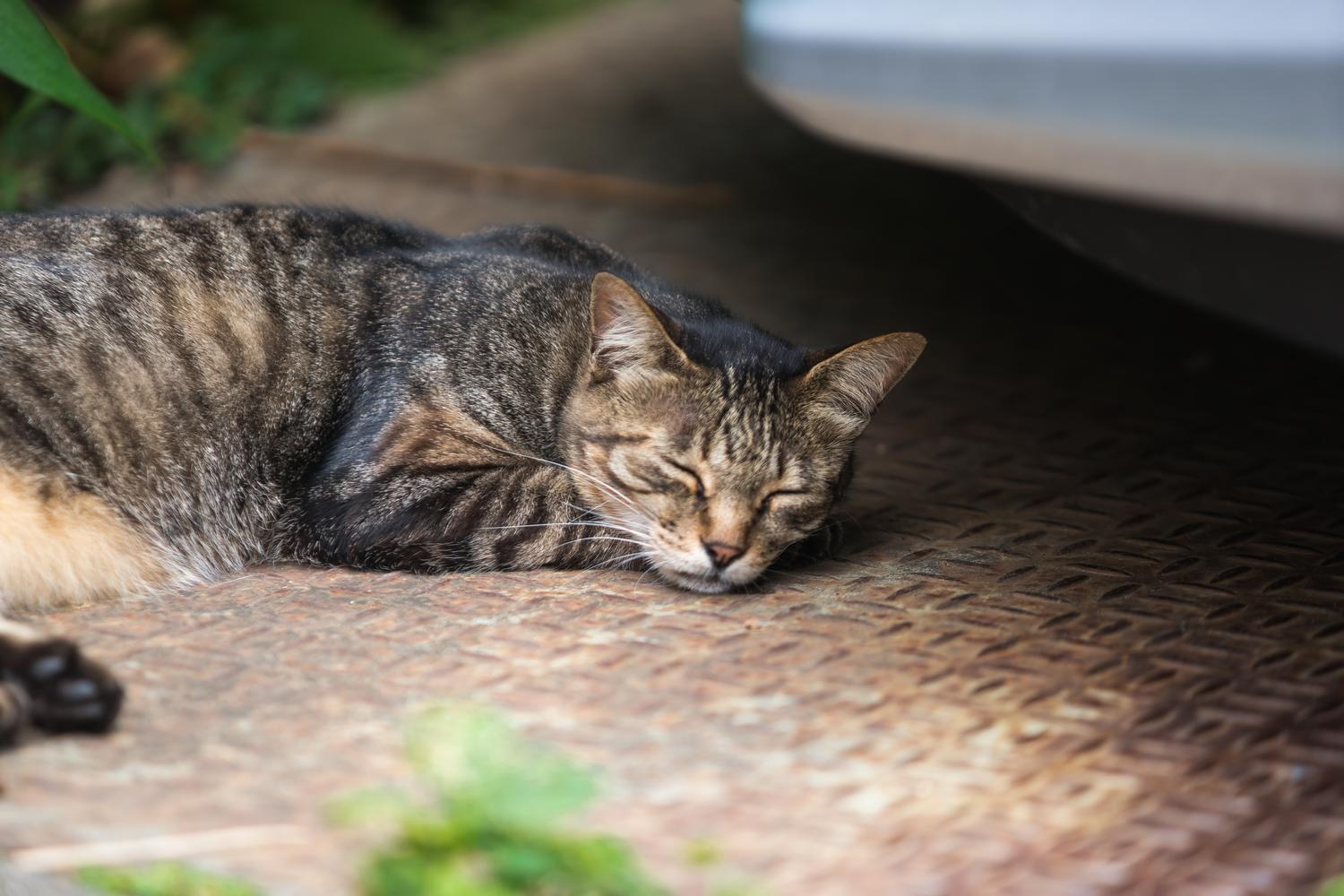 眠るネコ